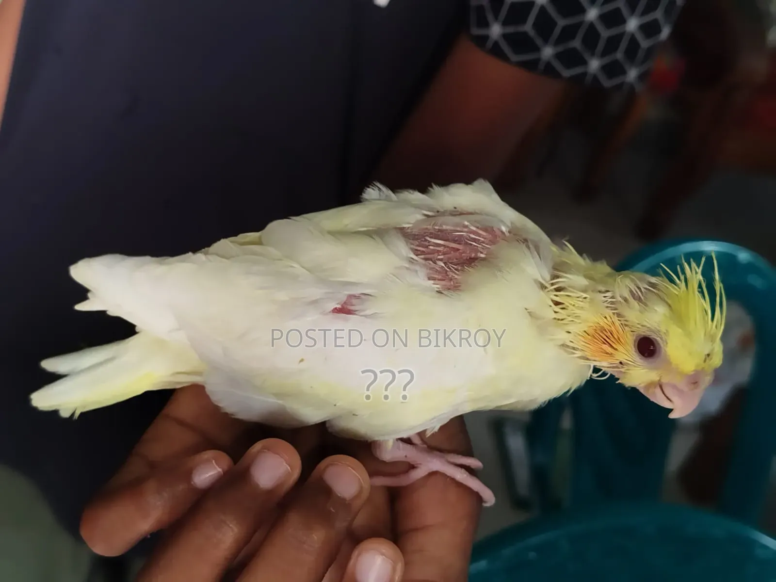 ককাটেল টেম সাইজ বেবি