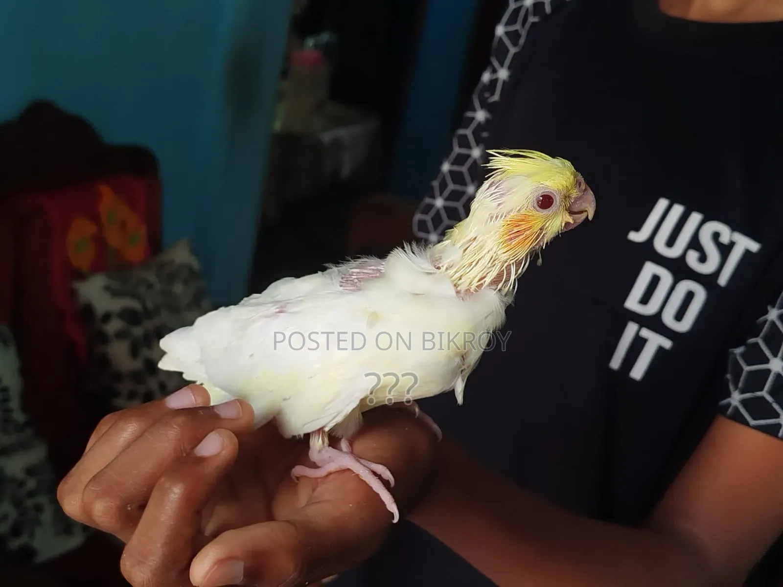 ককাটেল টেম সাইজ বেবি