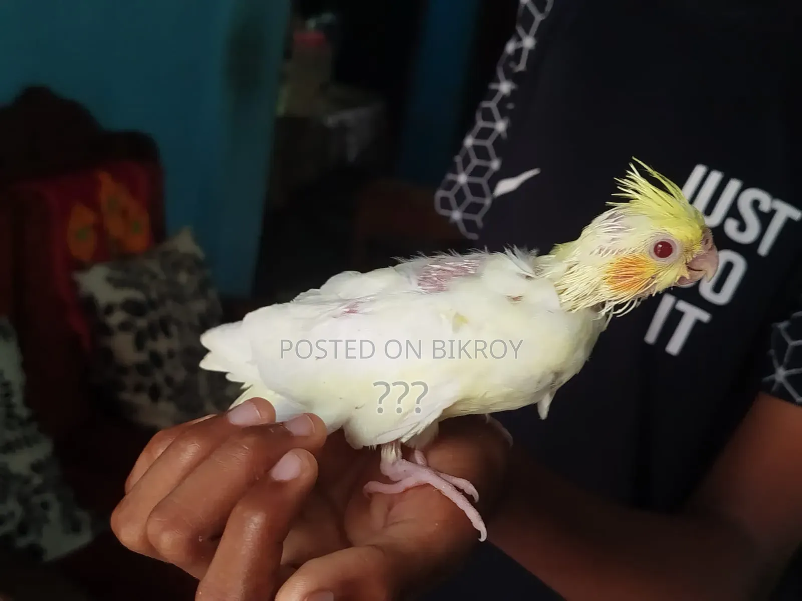 ককাটেল টেম সাইজ বেবি