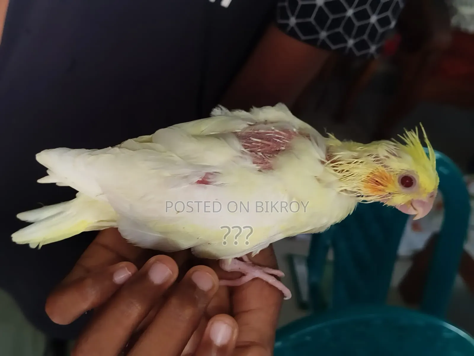 ককাটেল টেম সাইজ বেবি