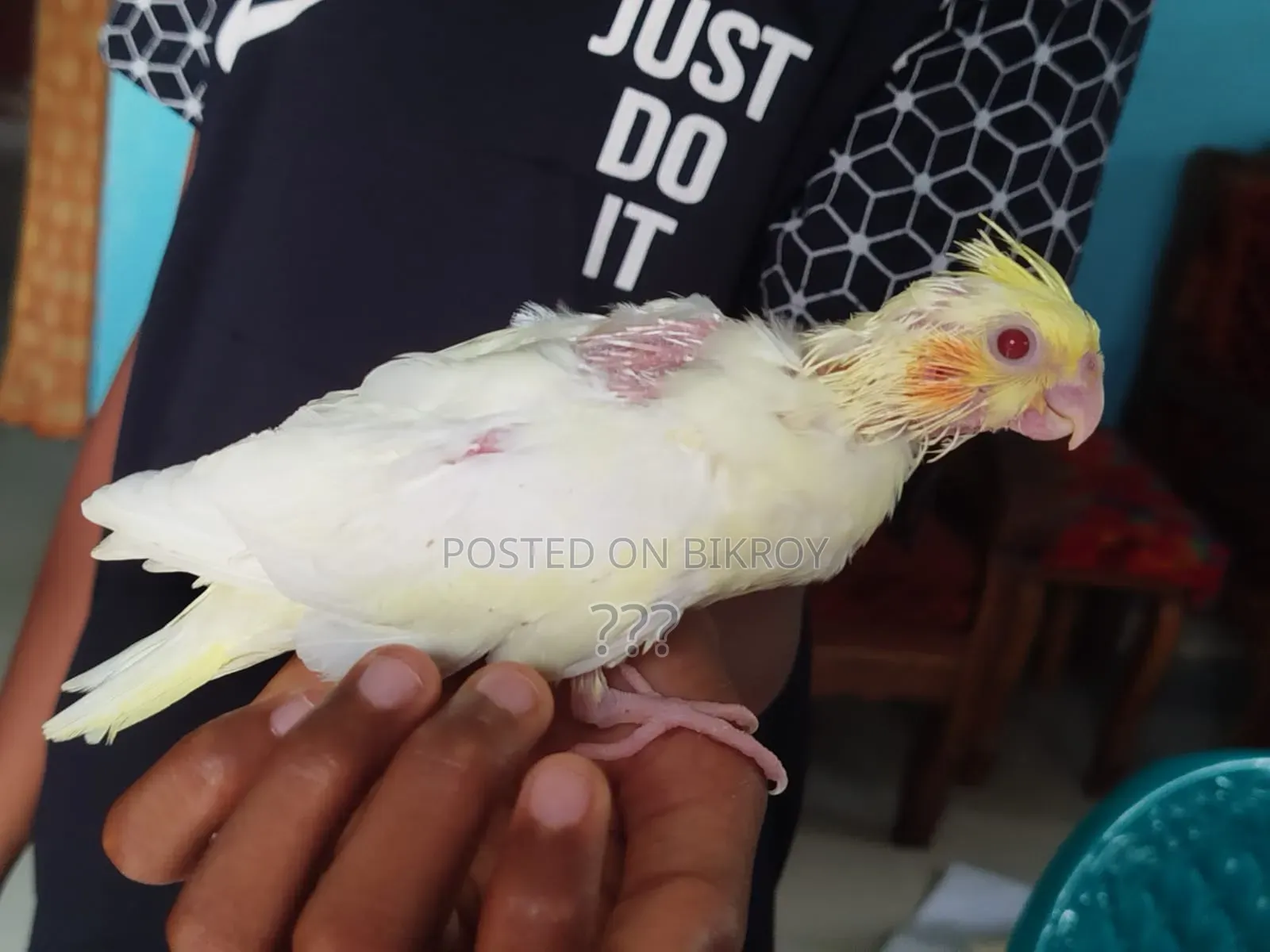 ককাটেল টেম সাইজ বেবি