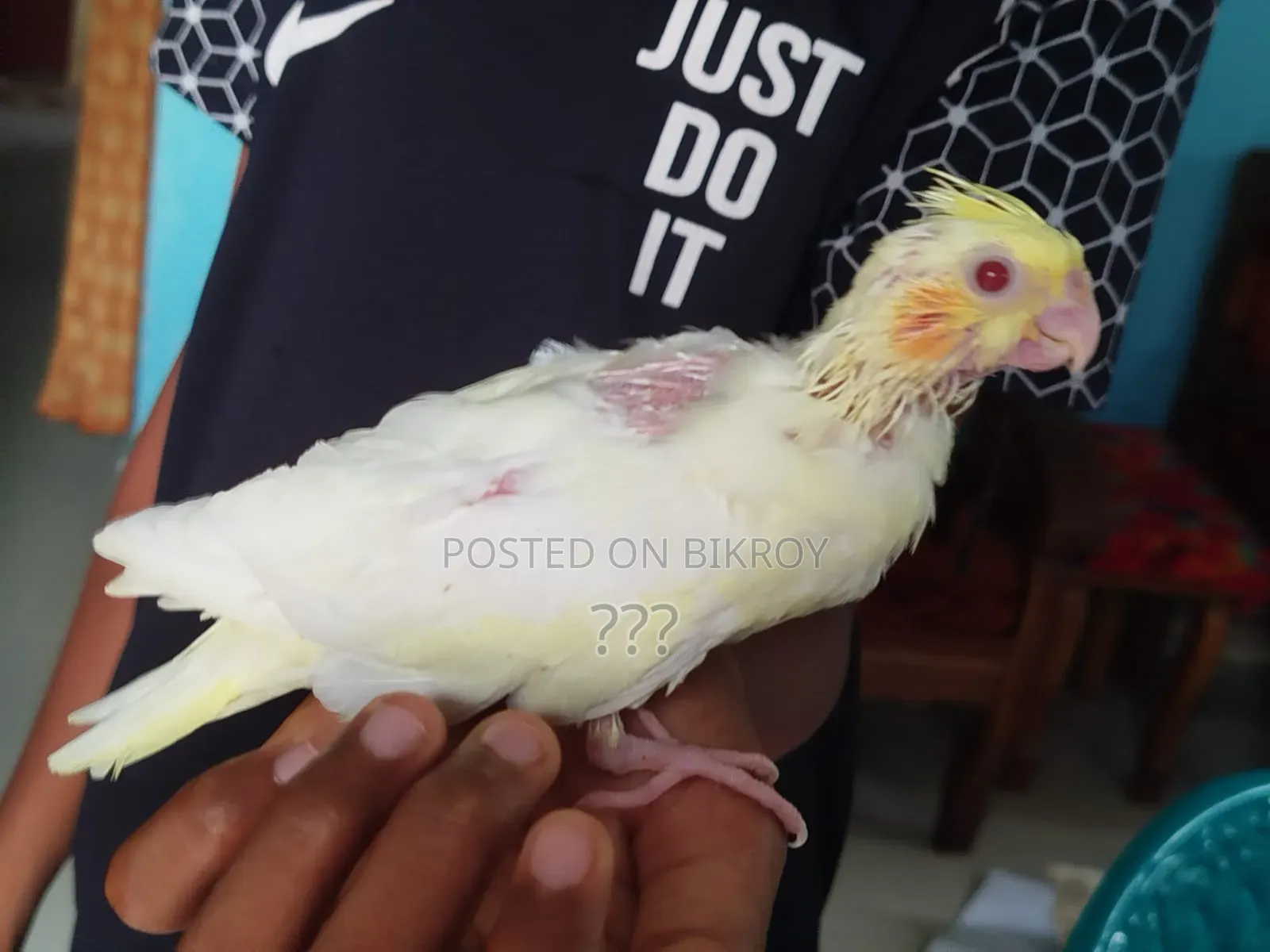 ককাটেল টেম সাইজ বেবি