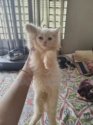 1-3 Months Female Purebred Persian