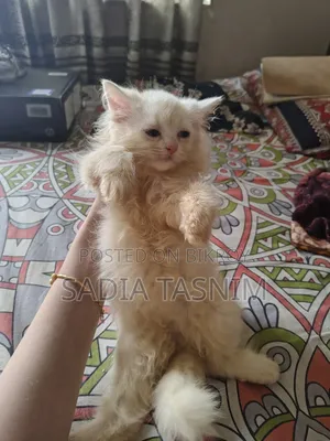 1-3 Months Female Purebred Persian
