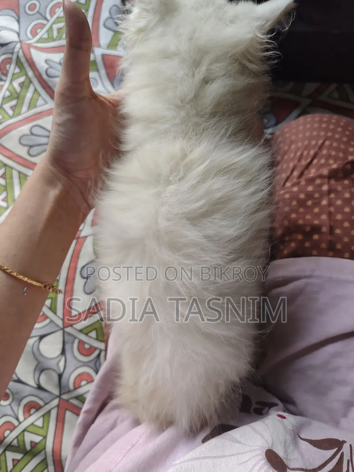 1-3 Months Female Purebred Persian