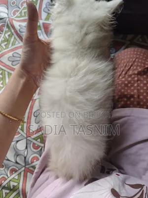 1-3 Months Female Purebred Persian