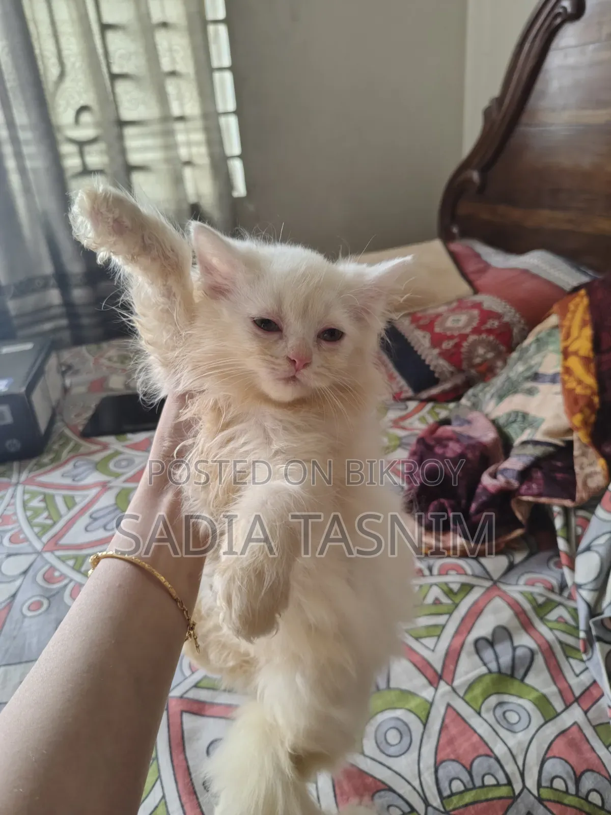 1-3 Months Female Purebred Persian