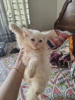 1-3 Months Female Purebred Persian