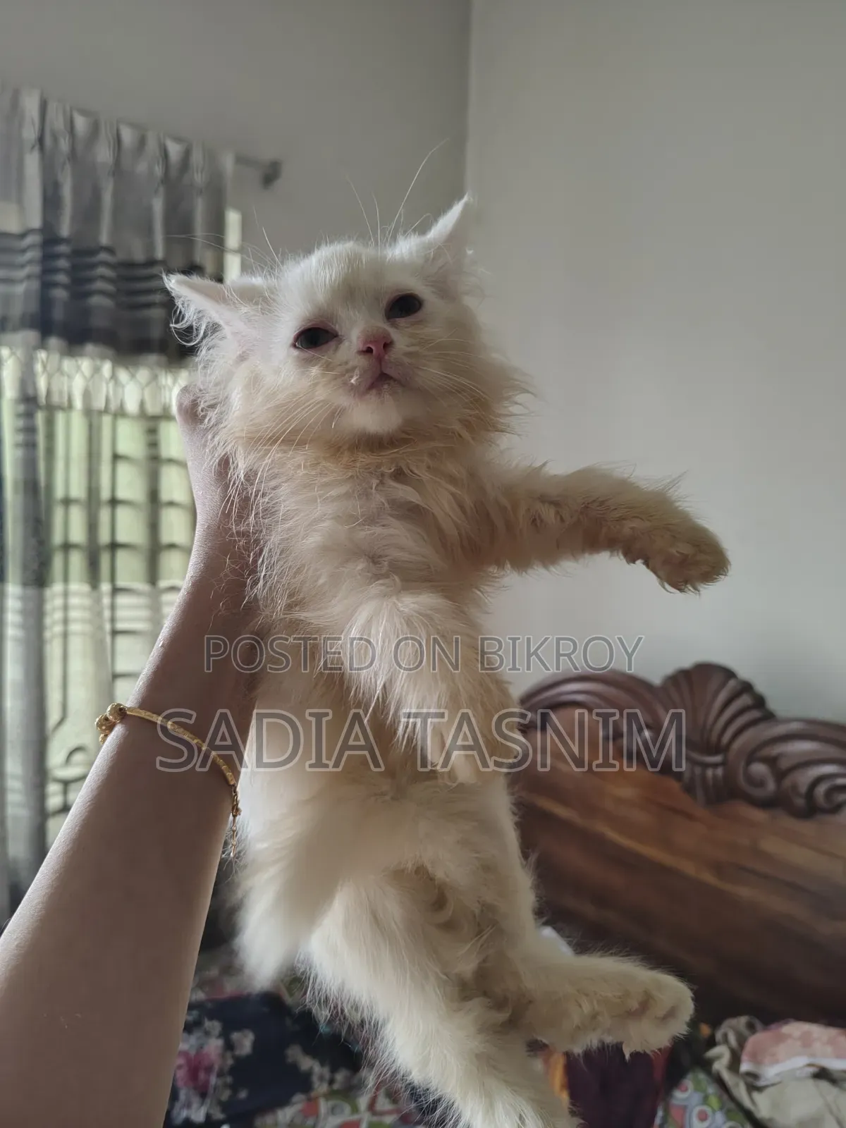 1-3 Months Female Purebred Persian