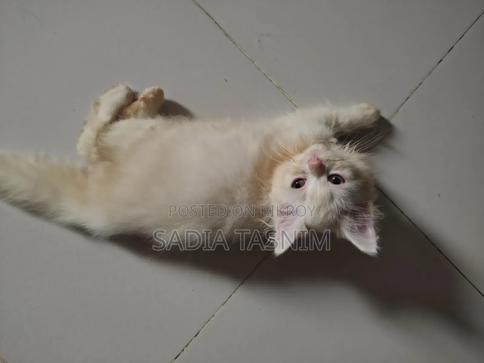 1-3 Months Female Purebred Persian