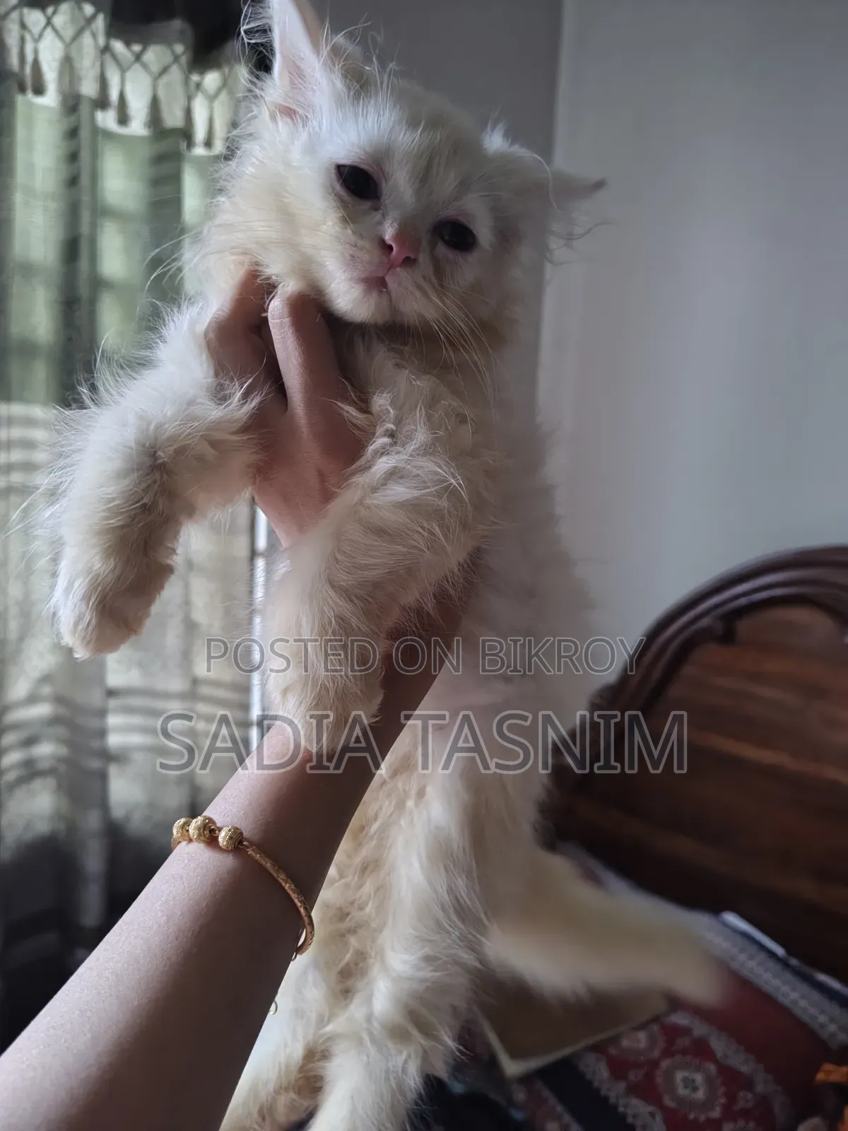 1-3 Months Female Purebred Persian