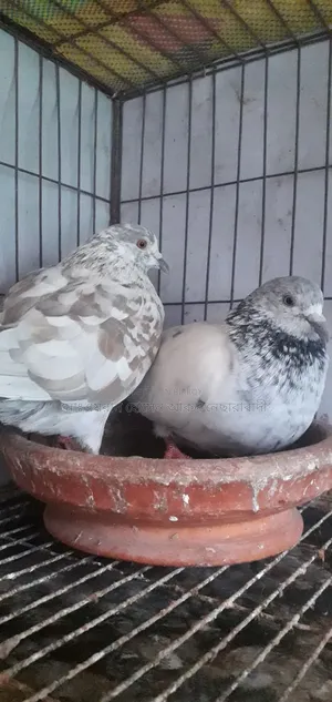 কবুতর সেল ডিম সহ