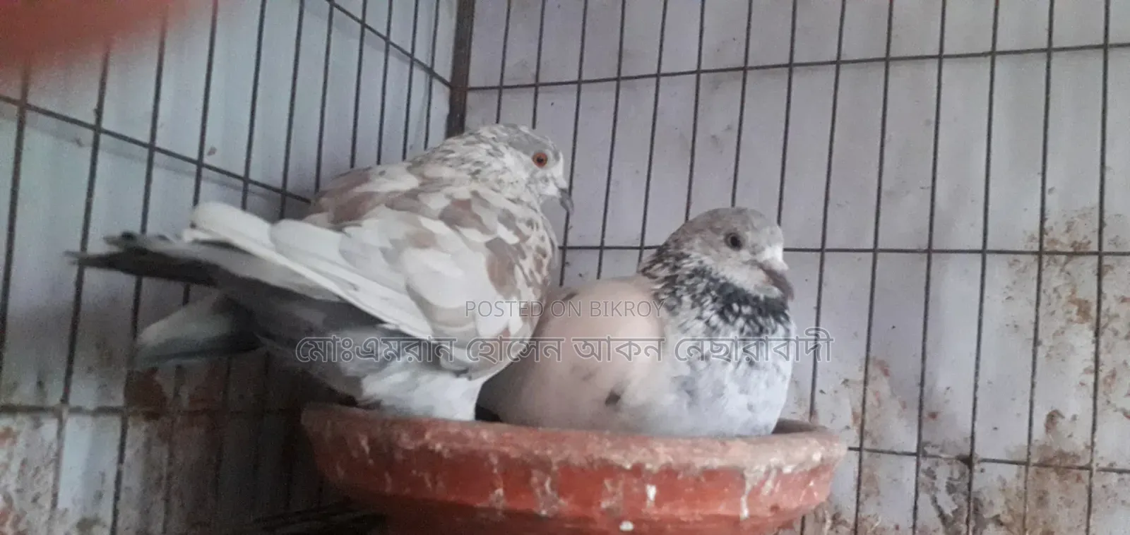 কবুতর সেল ডিম সহ