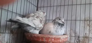 কবুতর সেল ডিম সহ