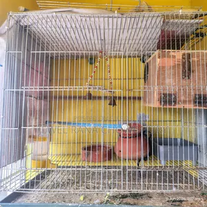 Sales Post – Iron Bird Cage
