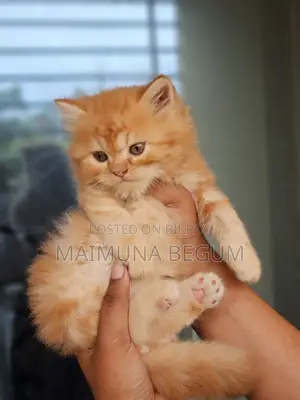 1-3 months Male Purebred Persian