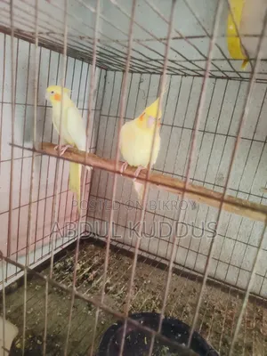 লুটিনো কোকাটেল