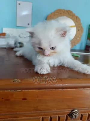 1-3 months Male Purebred Persian