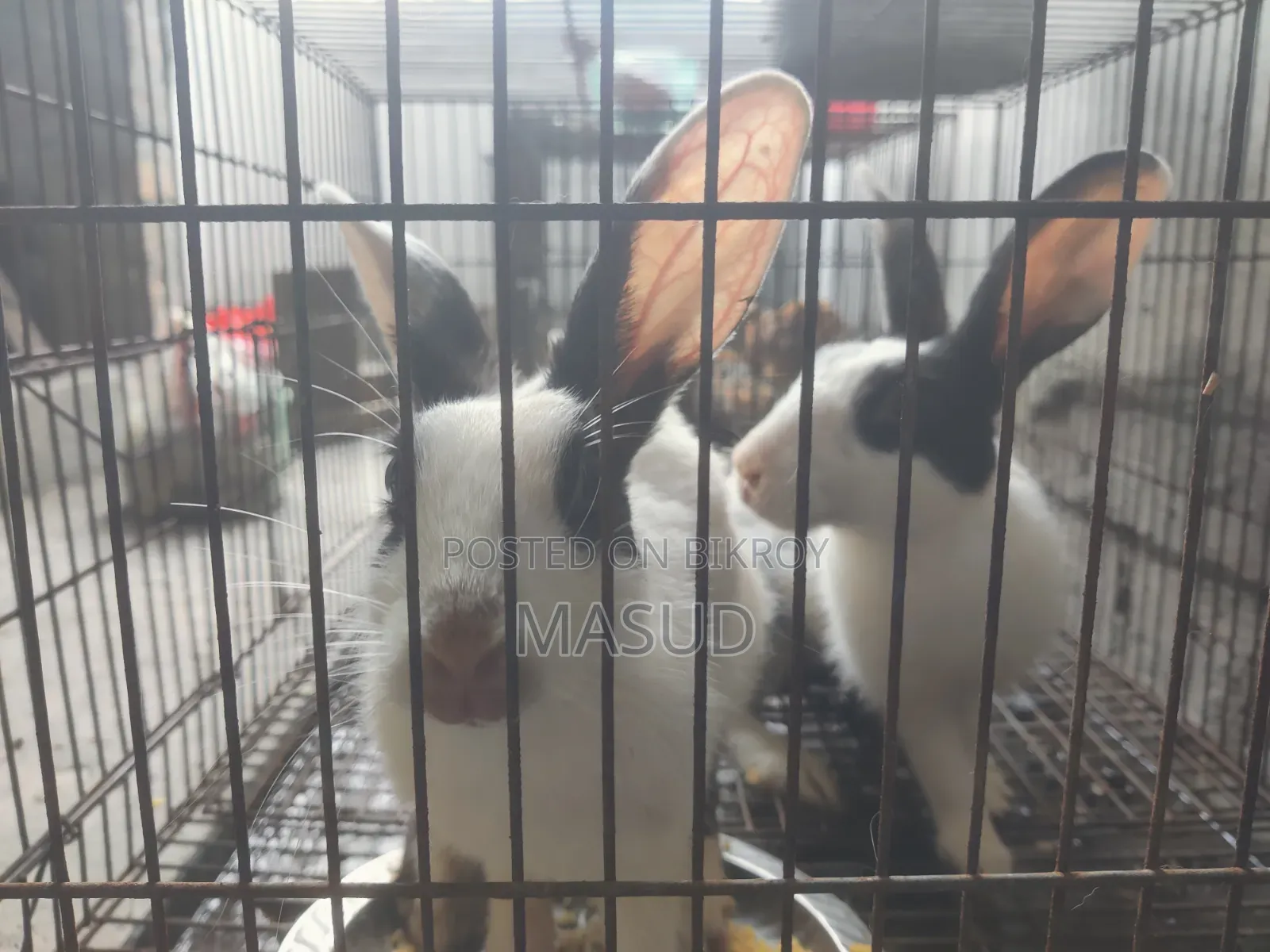 Rabbit