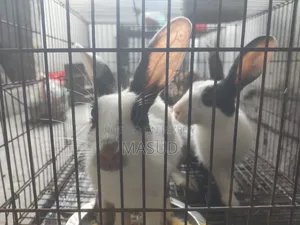 Rabbit