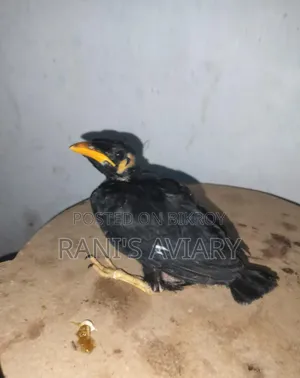 সুস্থ পাখির বাচ্চা বিক্রয় করা হবে