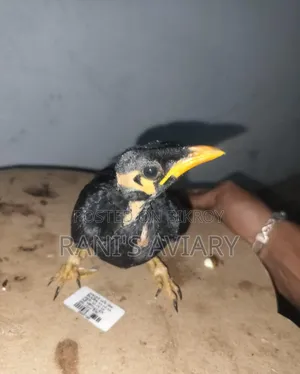 সুস্থ পাখির বাচ্চা বিক্রয় করা হবে