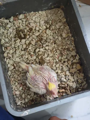 Cockatiel Baby For Sale