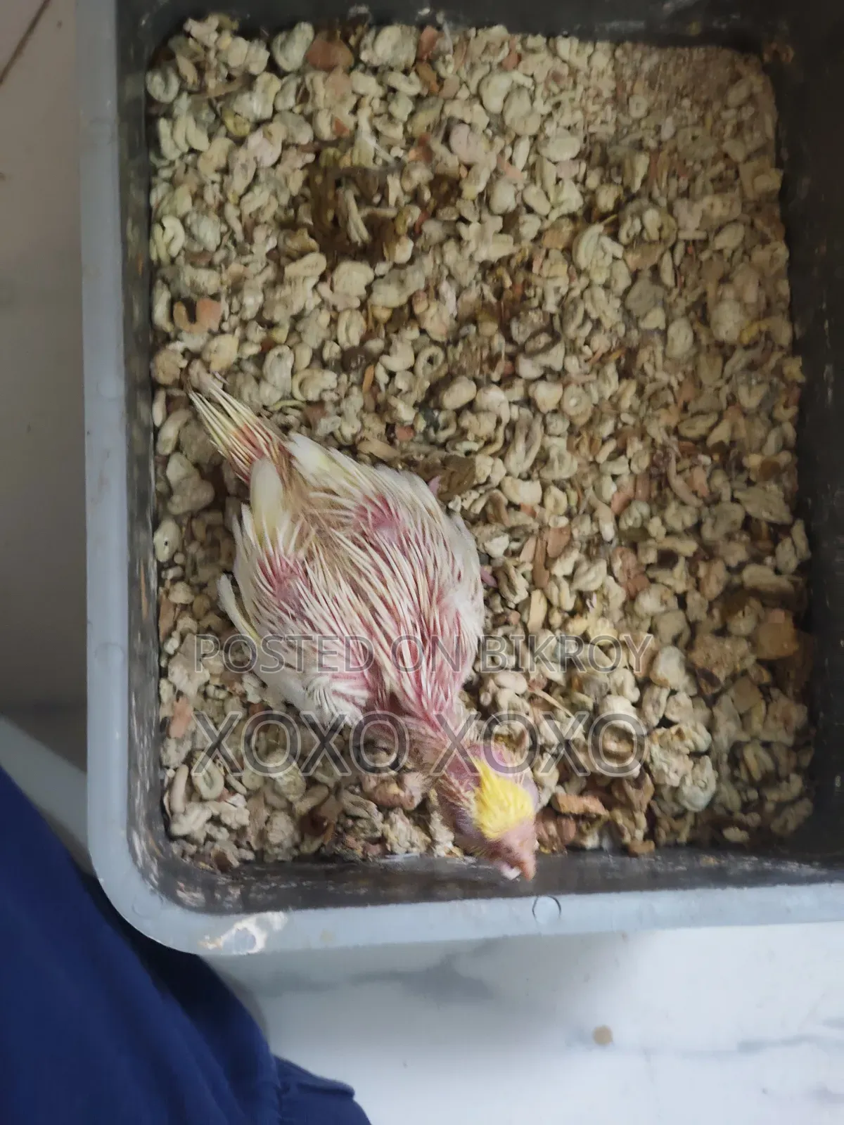 Cockatiel Baby For Sale
