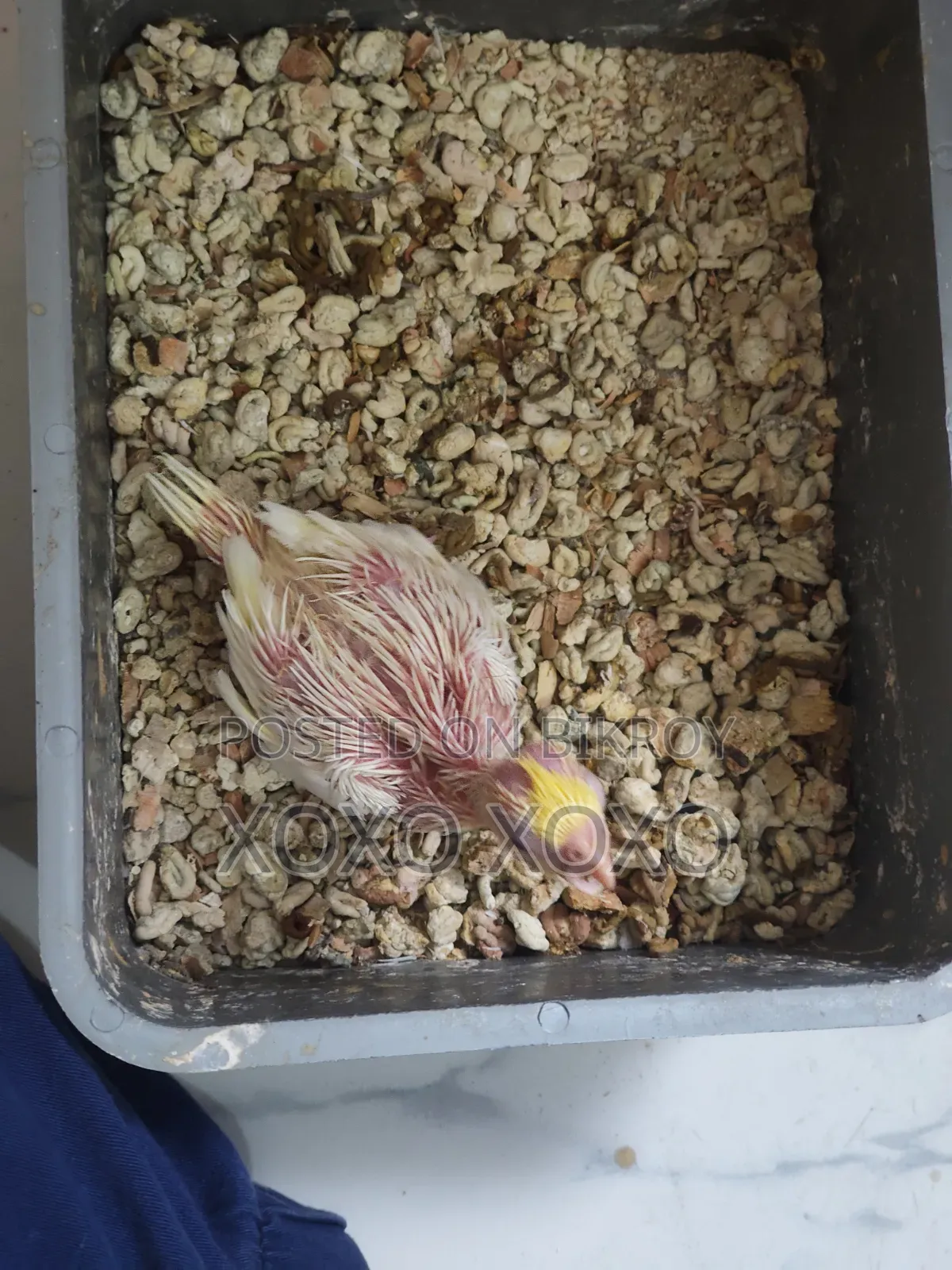 Cockatiel Baby For Sale