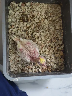 Cockatiel Baby For Sale