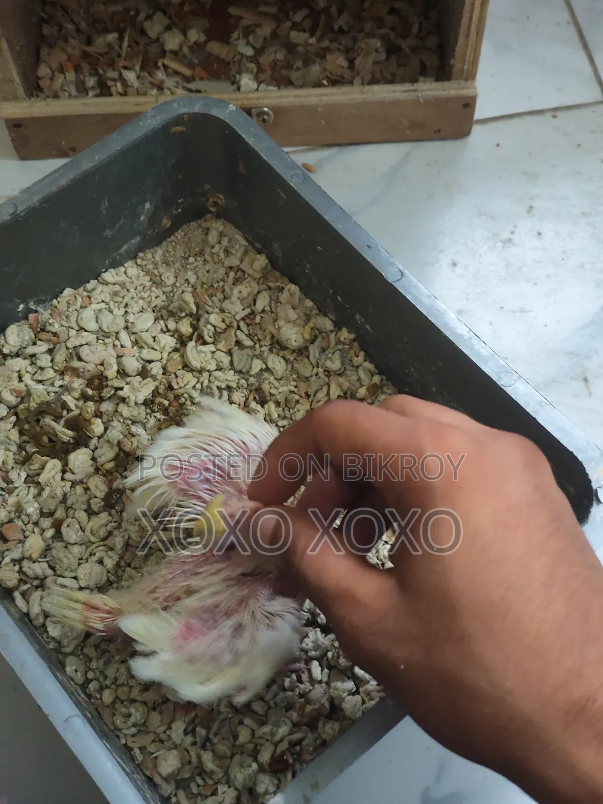 Cockatiel Baby For Sale