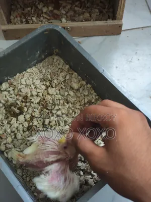 Cockatiel Baby For Sale