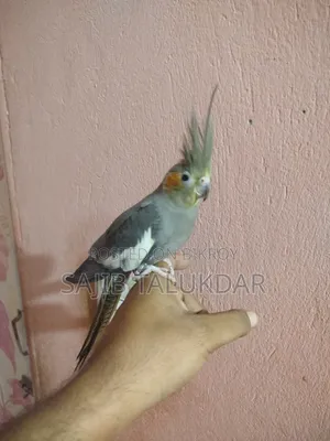 Cockatiel Bird, Full Tame