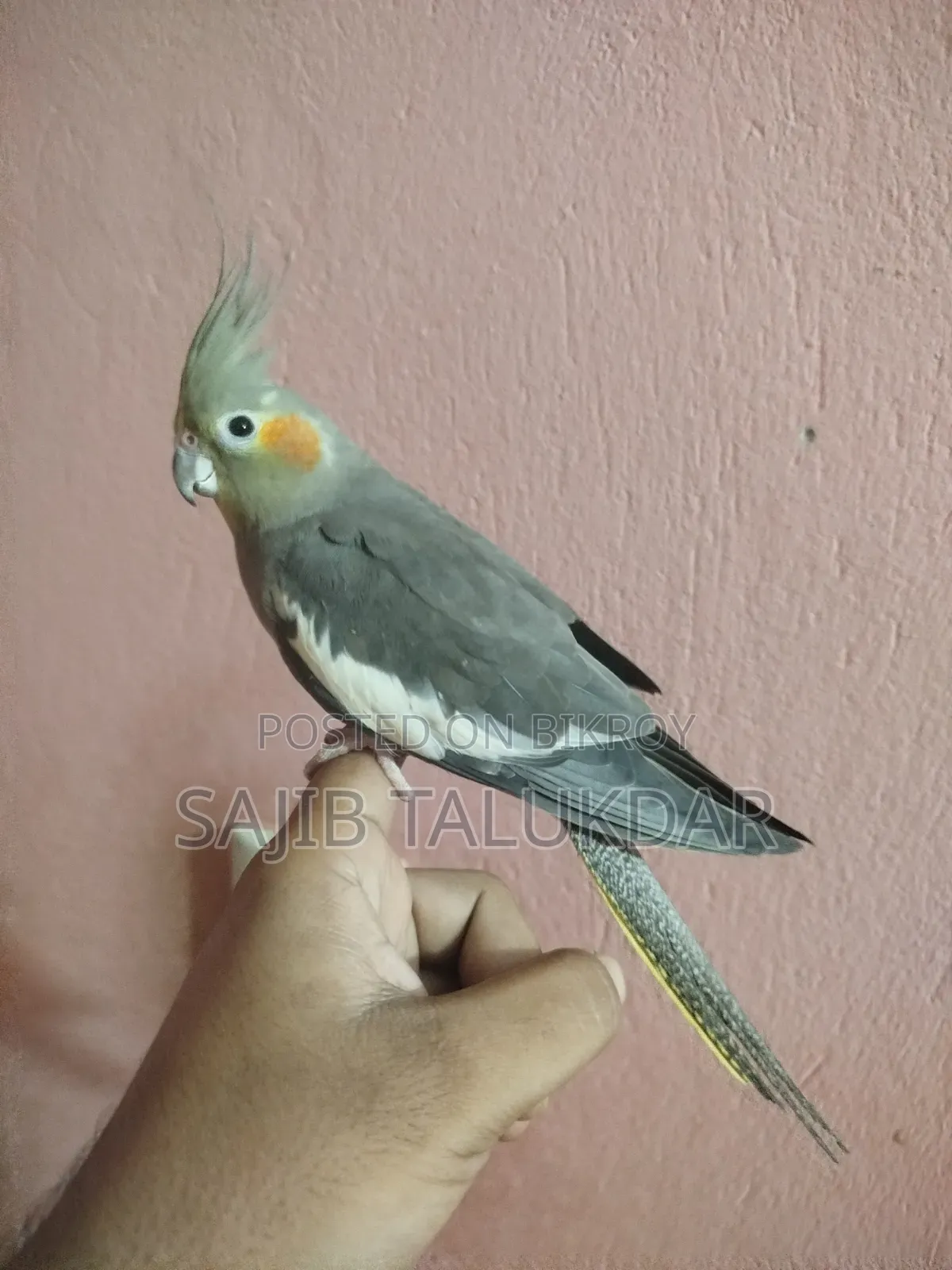 Cockatiel Bird, Fully Tame