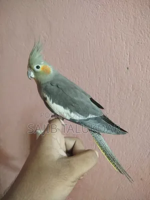 Cockatiel Bird, Fully Tame