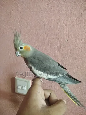 Cockatiel Bird, Fully Tame