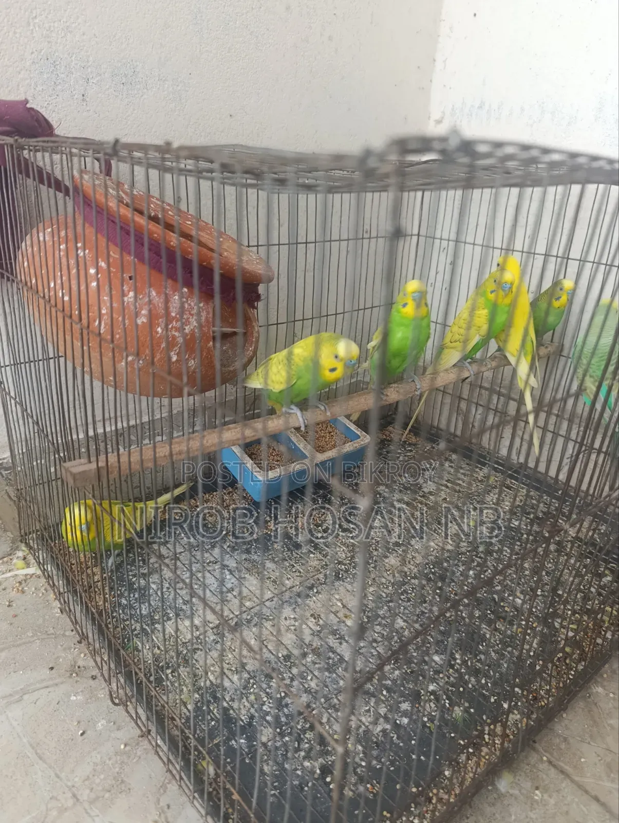 Budgerigar Bird Need Money So Will Sell