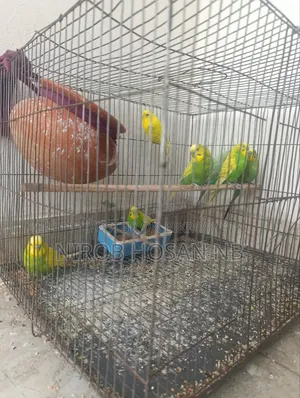 Budgerigar Bird Need Money So Will Sell