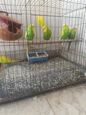 Budgerigar Bird Need Money So Will Sell