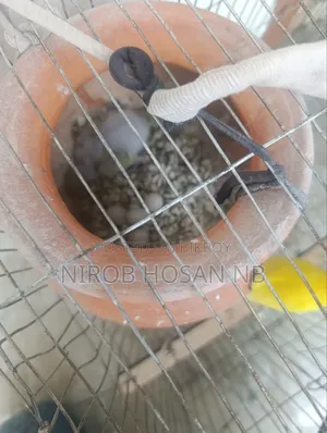 Budgerigar Bird Need Money So Will Sell