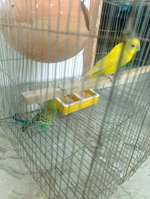 Budgerigar Bird Need Money So Will Sell