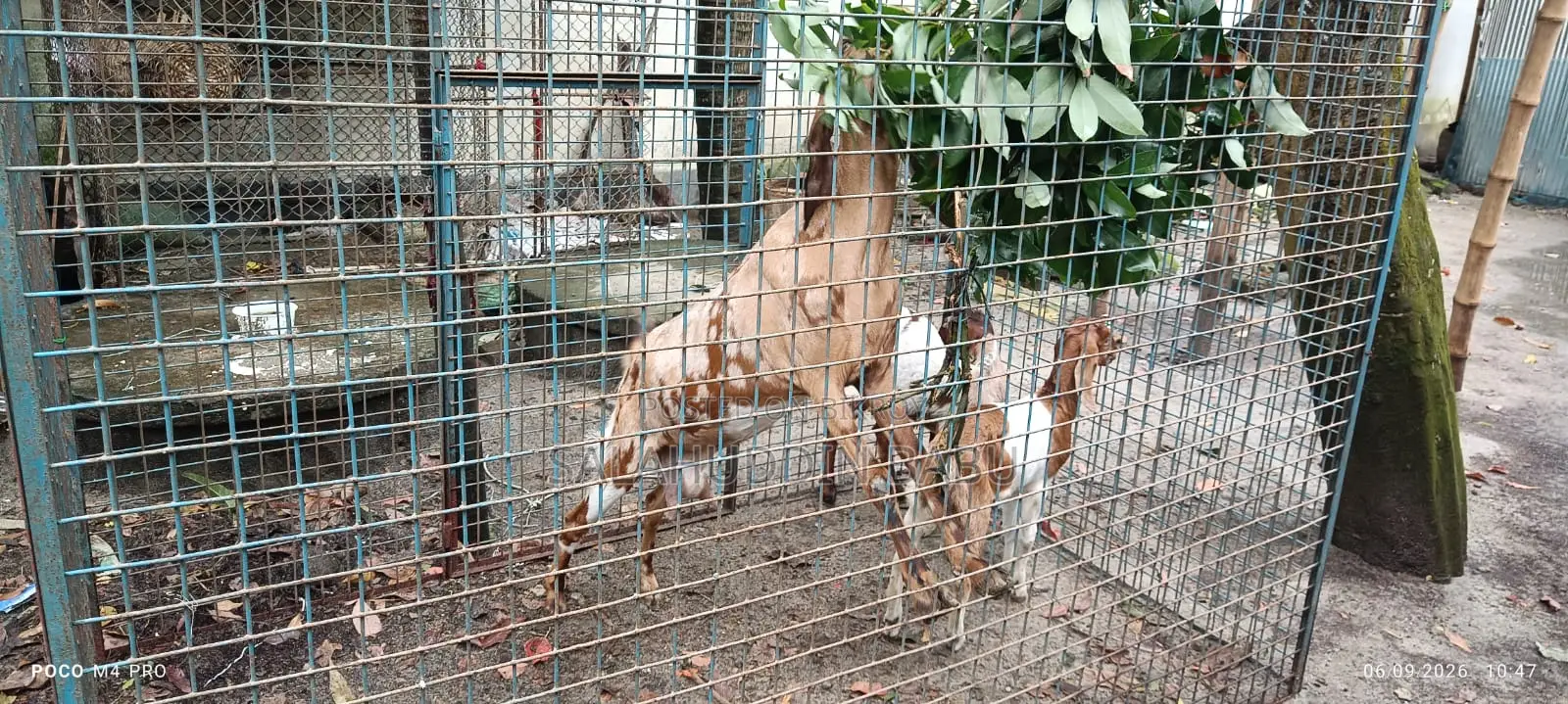 Attractive Beetal/Jamnapari cross breed goats for sale at an affordable price!