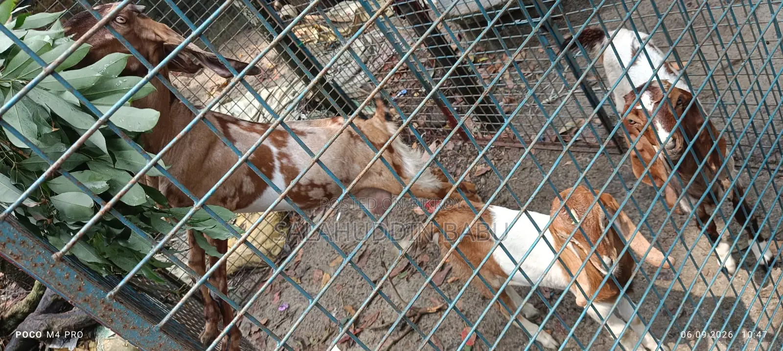 Attractive Beetal/Jamnapari cross breed goats for sale at an affordable price!
