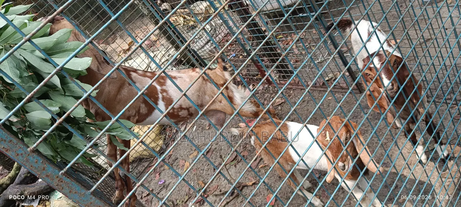 Attractive Beetal/Jamnapari cross breed goats for sale at an affordable price!
