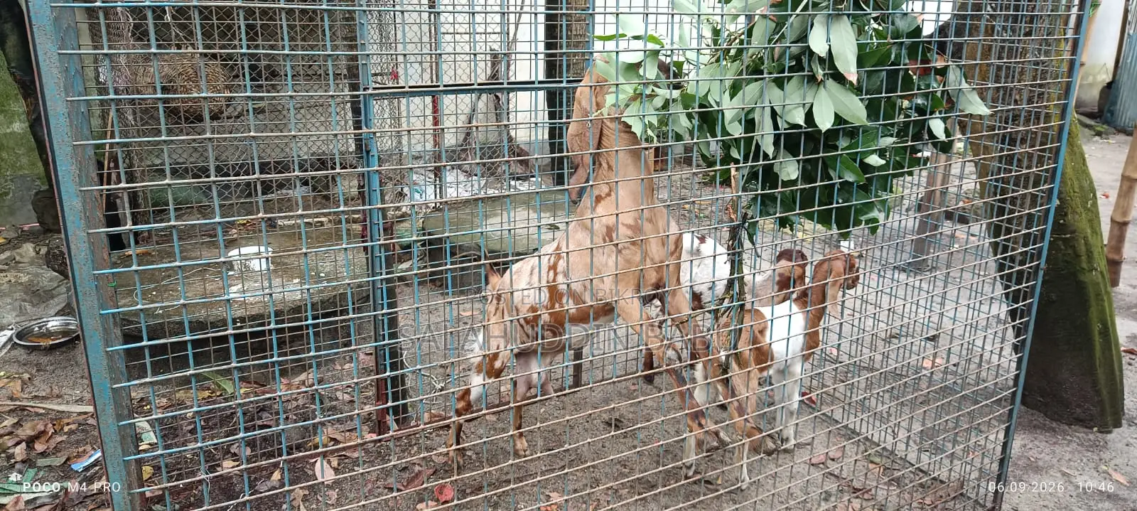 Attractive Beetal/Jamnapari cross breed goats for sale at an affordable price!