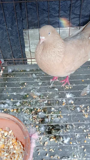 Gia Chulli Pigeon