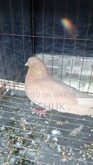 Gia Chulli Pigeon