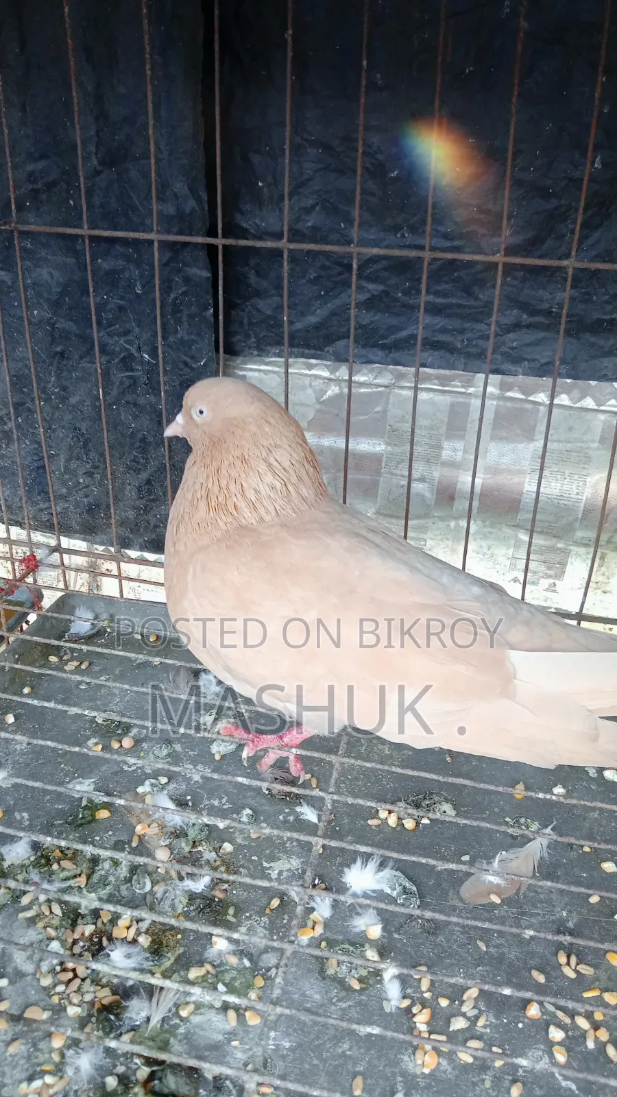 Gia Chulli Pigeon