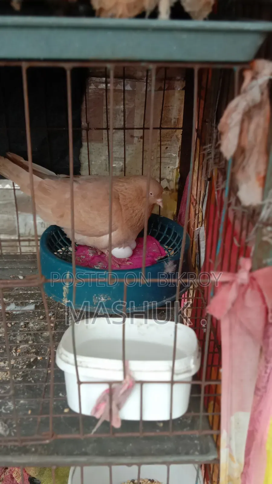 Gia Chulli Pigeon