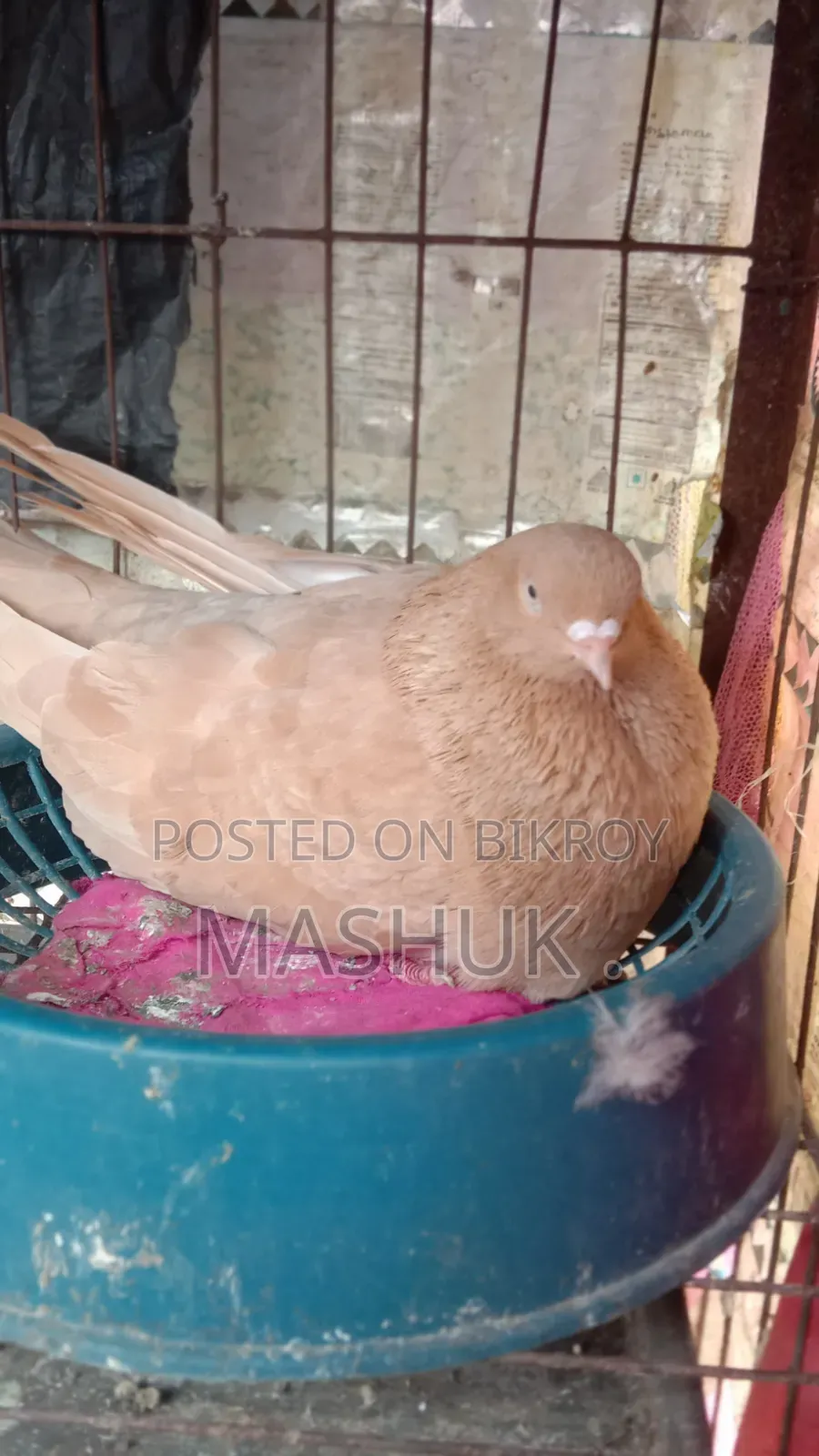 Gia Chulli Pigeon